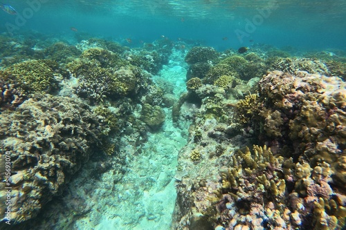 Idyllic shot of a coral reef in Siquijor in the Philippines, underwater canyon opens up between the coral reefs.