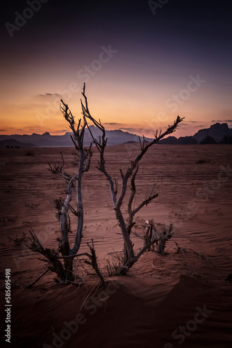 dry plant in the wadi rum desert