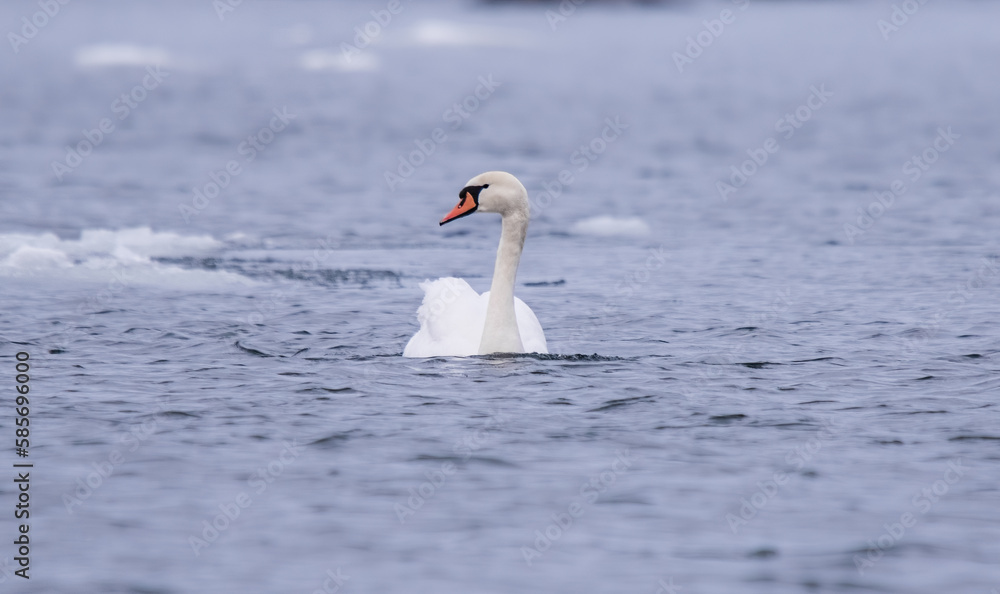 mute swan ( cygnus olor ) on the water surface, in winter mute swan ( cygnus olor ) on the water surface, in winter