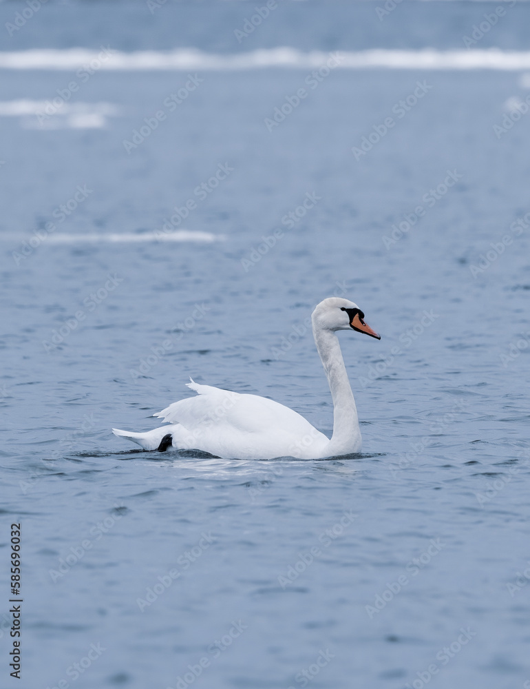 swan is swimming in the water 