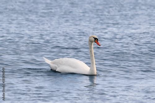 swan swimming in the water