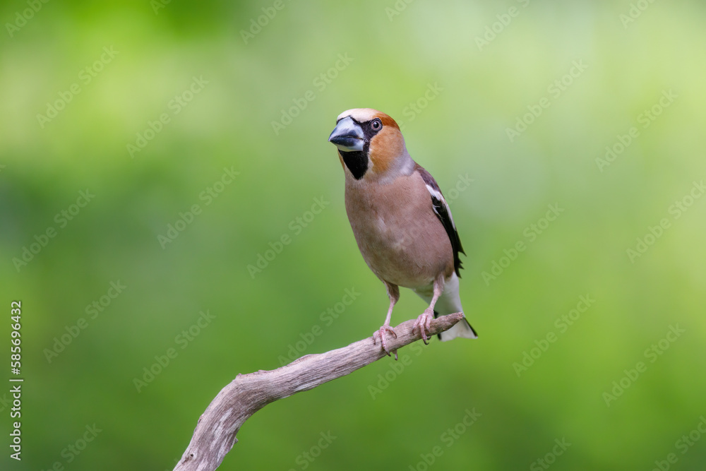 Hawfinch sits on the branch