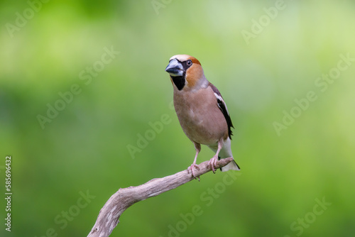 Hawfinch sits on the branch © Ragnar Wolf
