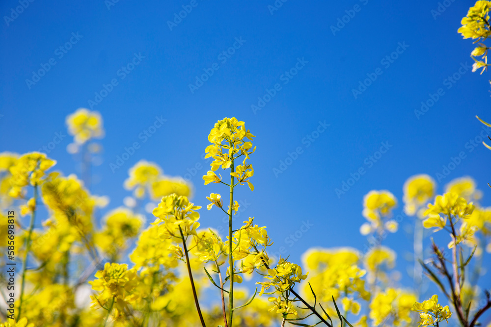 yellow flowers against blue sky, copy spase, space for text yellow flowers against blue sky, copy spase, space for text