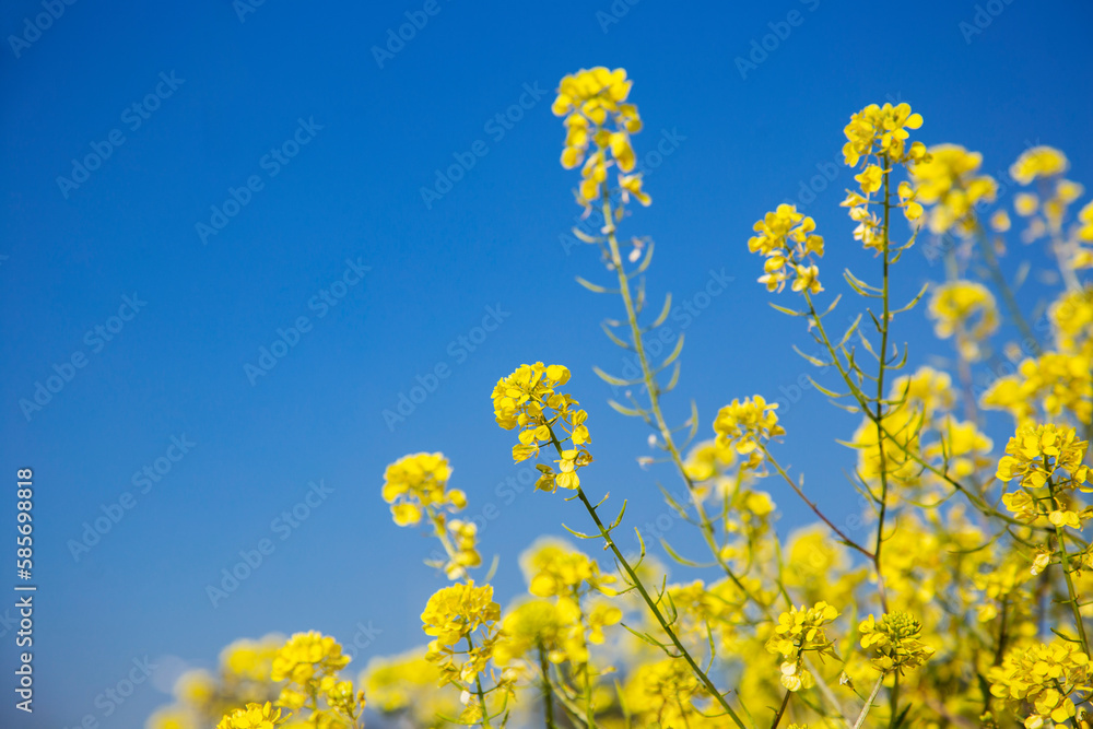 yellow flowers against blue sky, copy spase, space for text yellow flowers against blue sky, copy spase, space for text