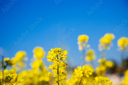 yellow flowers against  blue sky, copy space, space for text