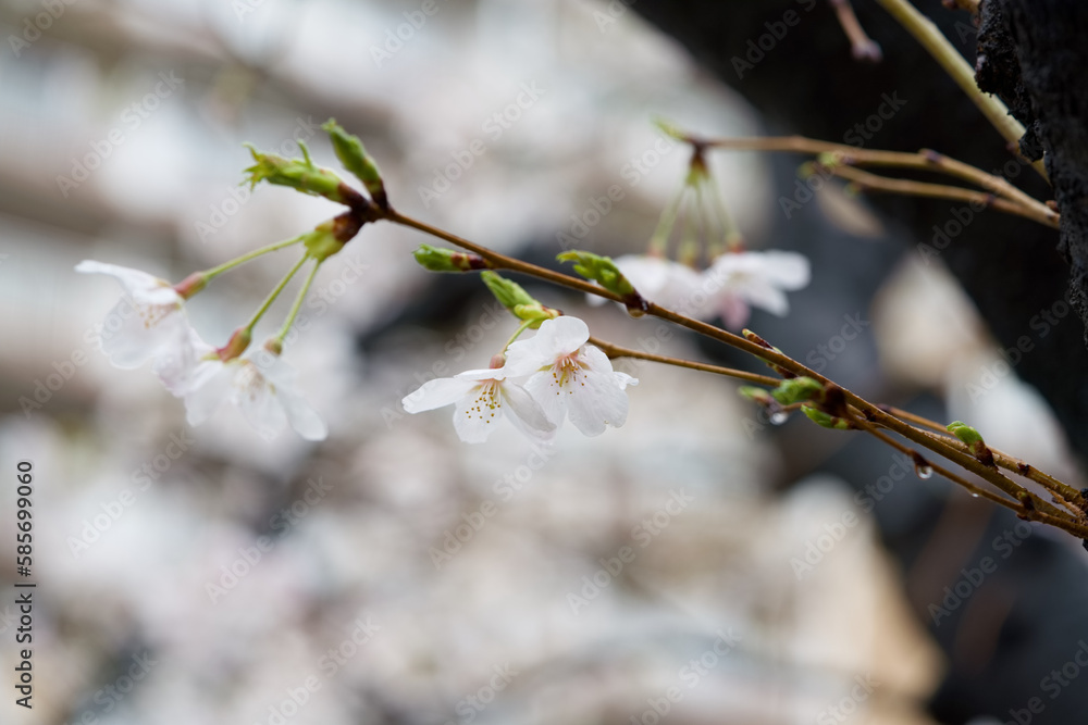 Sakura (Someiyoshino) under rain which is famous as Japanese cherry blossom, which bloomed a little early in 2023. In the city center of Shibuya and Meguro, Tokyo JAPAN Sakura (Someiyoshino) under rain which is famous as Japanese cherry blossom, which bloomed a little early in 2023. In the city center of Shibuya and Meguro, Tokyo JAPAN