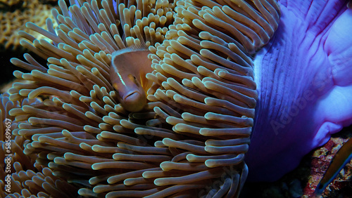 Underwater macro photo of a damselfish in the tentacles of an anemone 