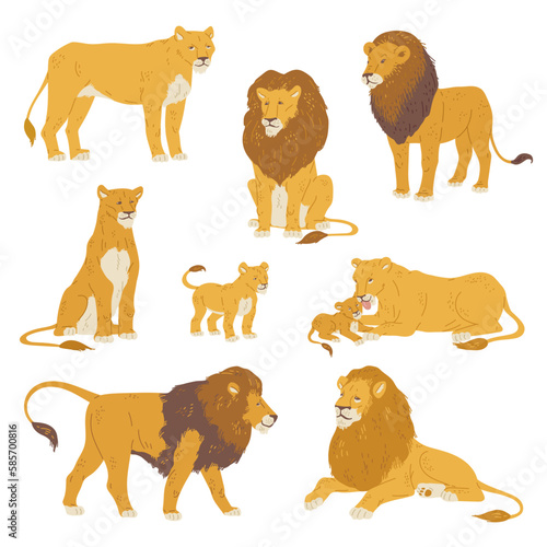 Set of lions and lionesses with little cubs, flat vector illustration isolated on white background.