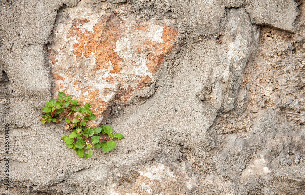 Grunge wall background with old weathered stones and plants texture Grunge wall background with old weathered stones and plants texture