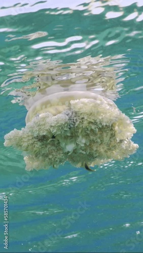 Vertical video, Close-up of Upside Down Jellyfish (Cassiopea andromeda) swims under surface of water reflected in it on bright sunny day in sunrays, slow motion photo