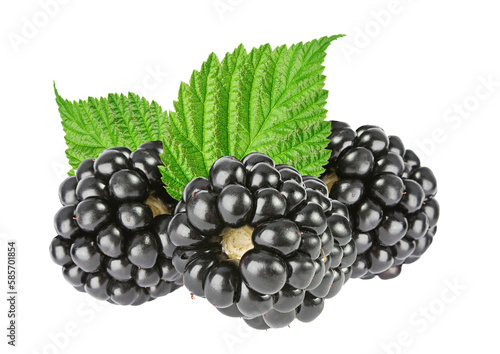Blackberry with leaves isolated. Png transparency