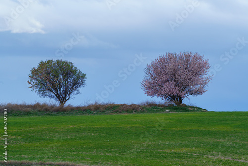Almond trees with white flowers in a green field in springtime