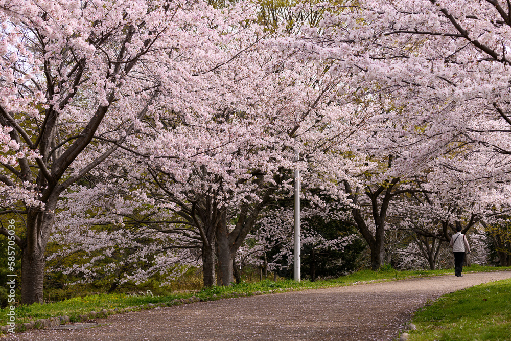 Fototapeta premium 公園の桜並木