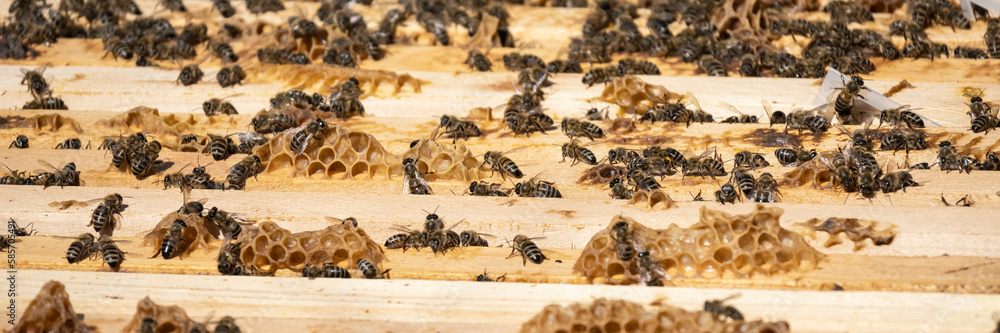 Obraz premium Bee boxes with honey bees, pollination concept, agriculture
