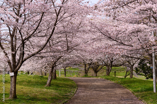 公園の桜並木 © Masamitsu