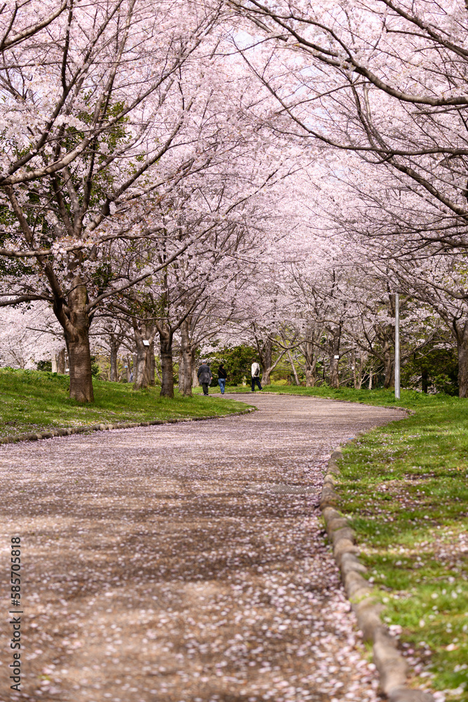 公園の桜並木 公園の桜並木