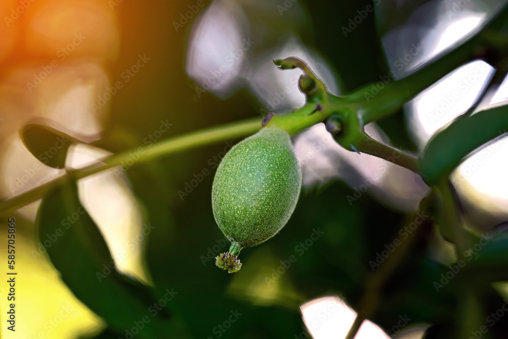 Walnut tree with young nut. Green walnut on tree. Walnut tree with young nut. Green walnut on tree.