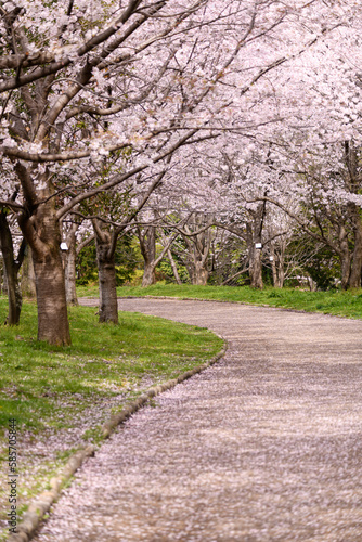 公園の桜並木