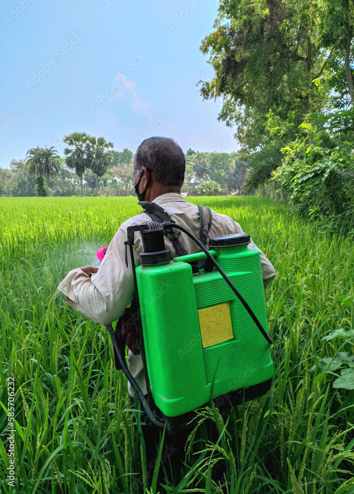 An Asian Man is Spraying Insecticides by Hand on a Green Rice Field in a Sunny Daylight An Asian Man is Spraying Insecticides by Hand on a Green Rice Field in a Sunny Daylight