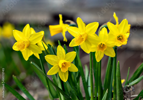 near view of yellow blossoms of a daffodil plant in spring