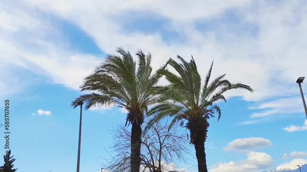 Tall green tropical palm trees against a blue sky Tall green tropical palm trees against a blue sky