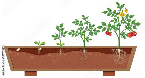 The growth stages of a tomato plant