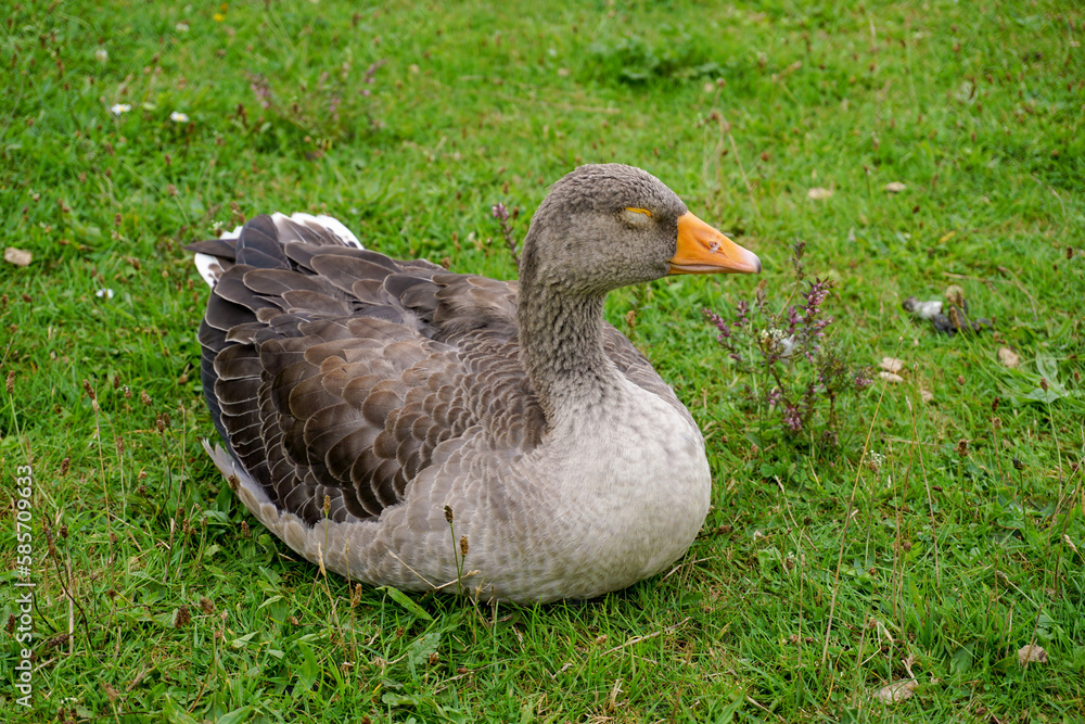 A sleepy goose laying on the grass. close up portrait of a greylag country goose with eyes closed A sleepy goose laying on the grass. close up portrait of a greylag country goose with eyes closed
