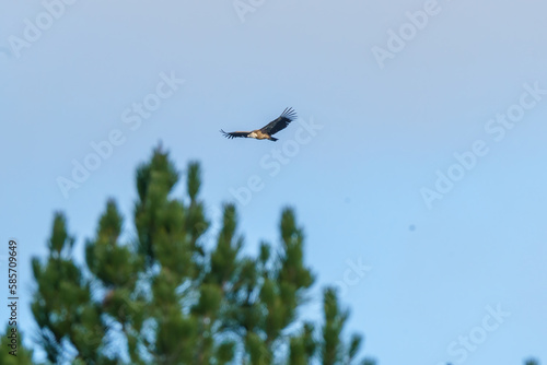 Griffon vulture raptor flying near the branches of a tree at dawn