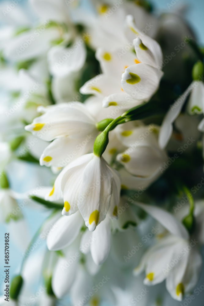 Bouquet of snowdrops on a blurred background. Bouquet of snowdrops on a blurred background.