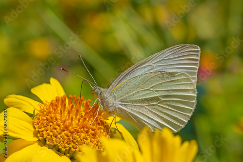 close up of small white butterfly sitting on yellow flower © romantiche