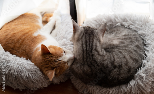 窓辺でくつろぐ二匹の猫 © rai