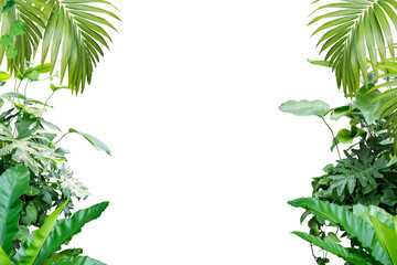 frame of tropical leaves