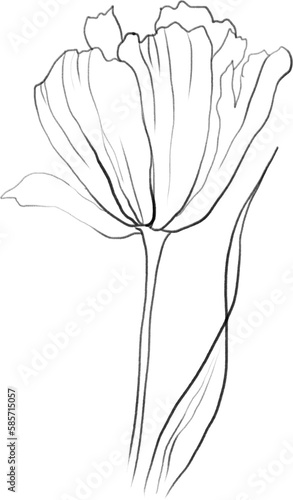 Tulip sketch, botanical flower illustration
