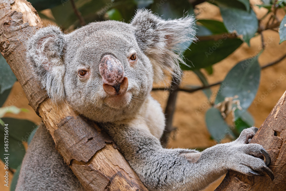 Fototapeta premium Frontal view of a koala (Phascolarctos cinereus)