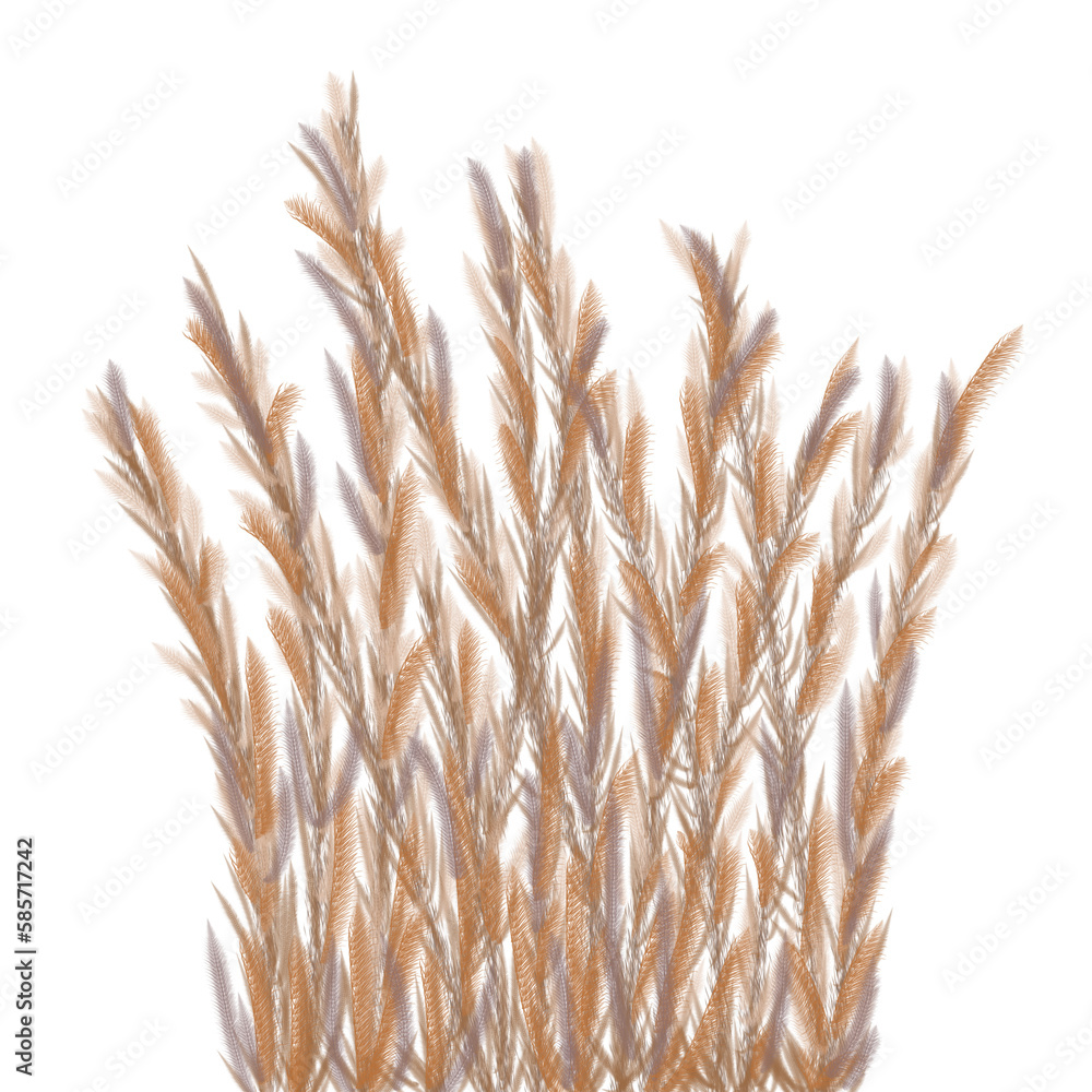 wheat wheat