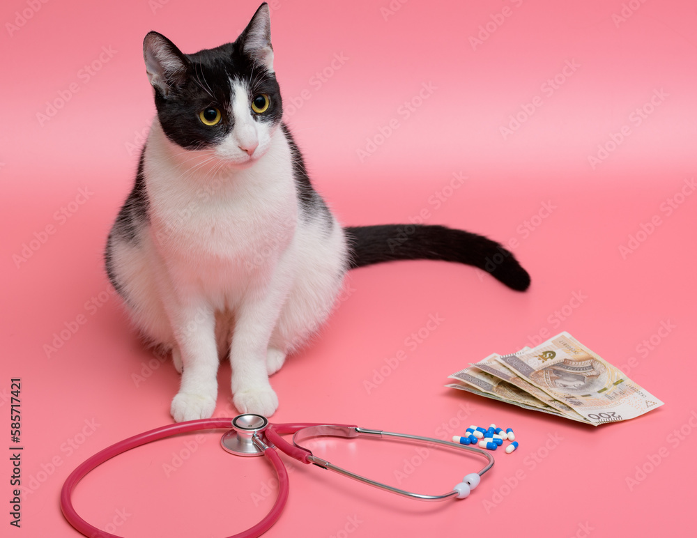 Kocie choroby - siedzący kot obok medycznego stetoskopu, pieniędzy i leków  - obrazy, fototapety, plakaty 
