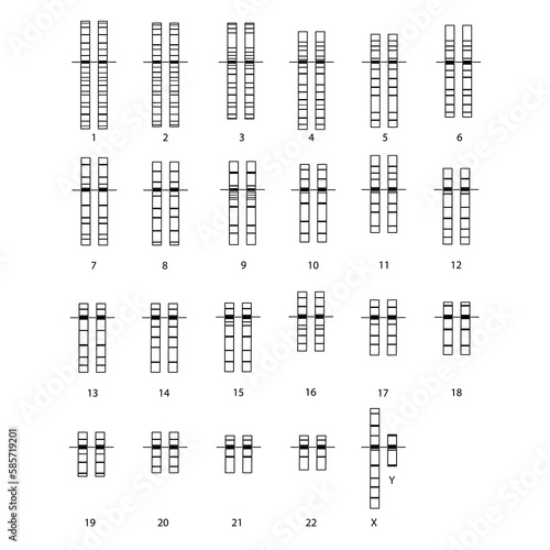 Chromosome Male XY