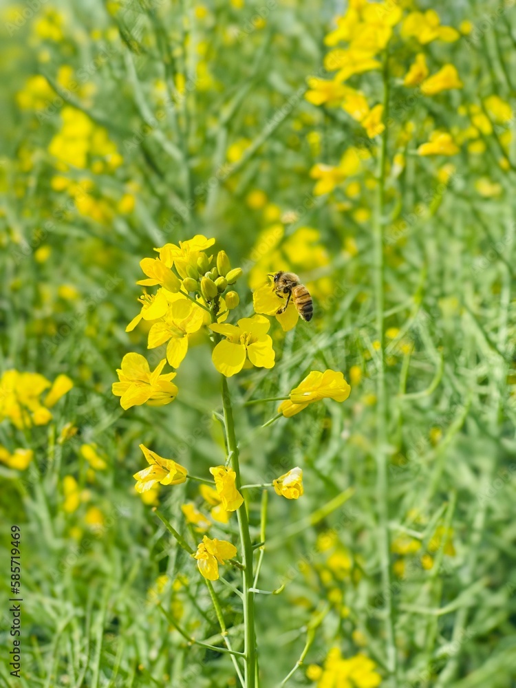 Obraz premium bee on a dandelion