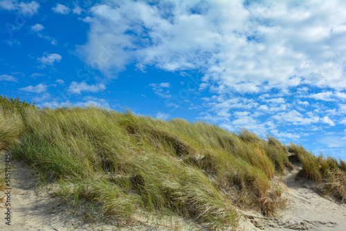 Sand dunes with beach grass at the North Sea