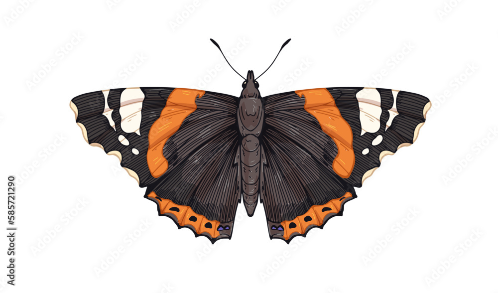 Red admiral admirable, butterfly species. Vanessa Atalanta, flying insect, pretty moth with wings drawn in vintage retro realistic style. Vector drawing, illustration isolated on white background Red admiral admirable, butterfly species. Vanessa Atalanta, flying insect, pretty moth with wings drawn in vintage retro realistic style. Vector drawing, illustration isolated on white background