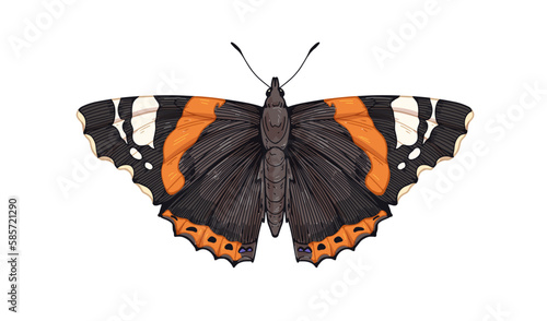Red admiral admirable, butterfly species. Vanessa Atalanta, flying insect, pretty moth with wings drawn in vintage retro realistic style. Vector drawing, illustration isolated on white background