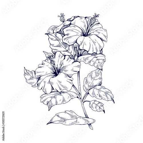 Hibiscus flowers, vintage botanical engraving, drawing. Outlined contoured floral plant drawn in retro style. Handdrawn antique etching, graphic vector illustration isolated on white background