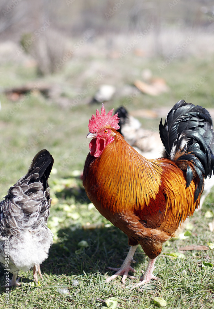 Fototapeta premium gallo en la granja libre en el campo