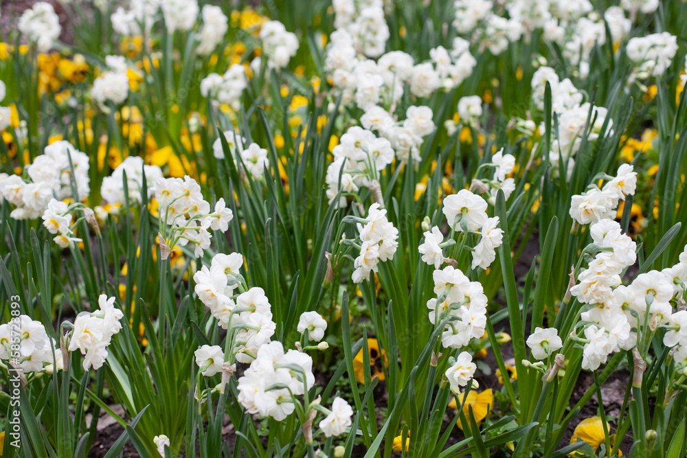 white Daffodil flowers blooming in spring natural. wallpaper. Floral background. white Daffodil flowers blooming in spring natural. wallpaper. Floral background.