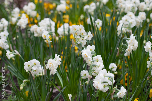 white Daffodil flowers blooming in spring natural. wallpaper. Floral background.