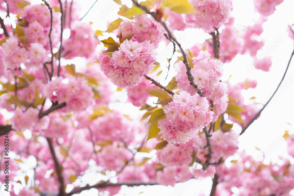 Pink cherry sakura flowers blooming on the tree. Spring background. Cherry blossoms and green natural backdrop. Easter springtime wallpaper. Pink cherry sakura flowers blooming on the tree. Spring background. Cherry blossoms and green natural backdrop. Easter springtime wallpaper.