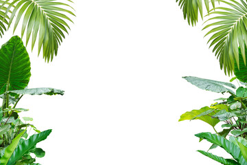 frame of tropical leaves isolated