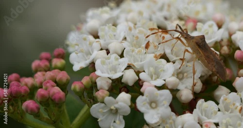 Heteroptera on a Viburnum tinus flower, France photo