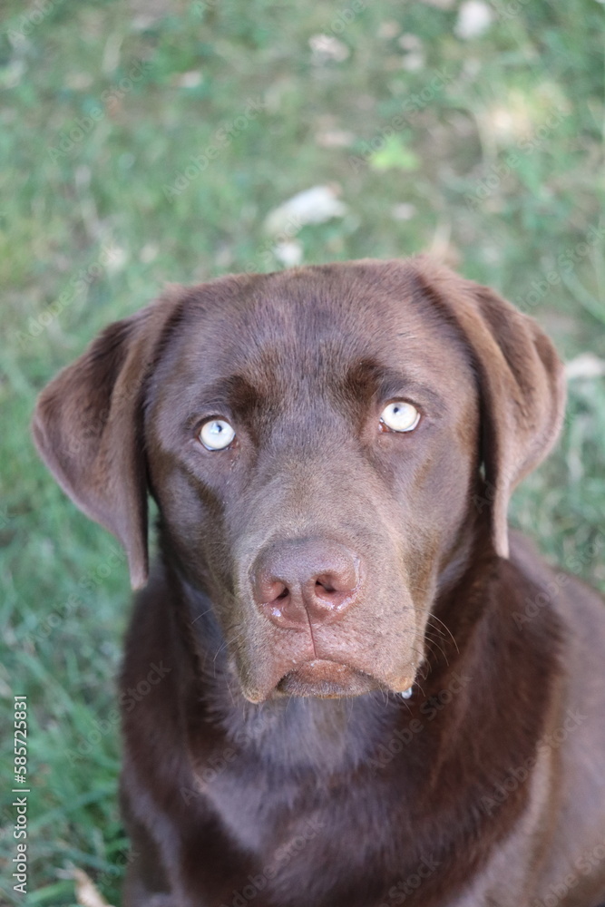 chocolate labrador puppy